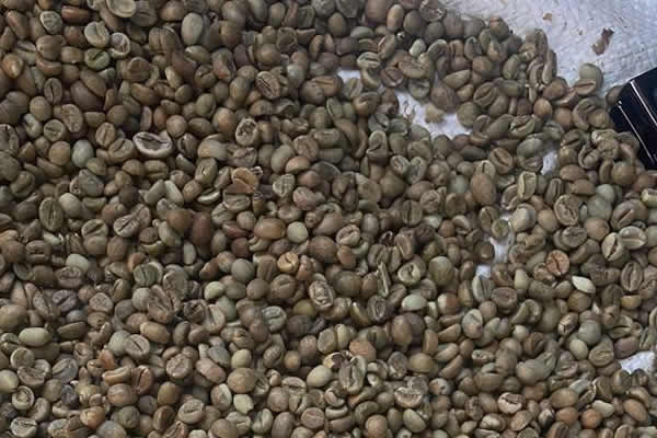 Robusta Screen 15