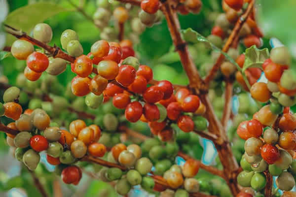 Natural Arabica