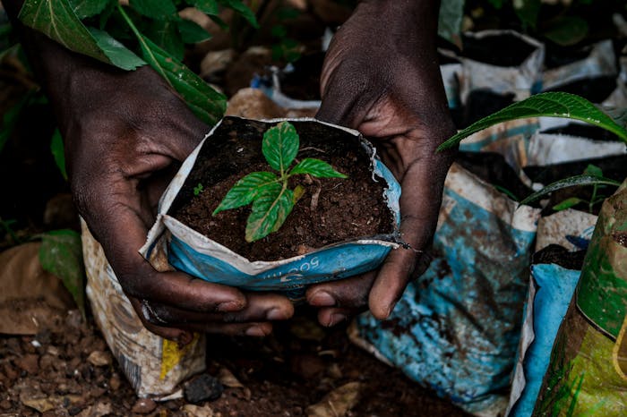 Hands planting in Uganda farm