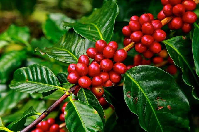 Freshly harvested Uganda coffee cherries